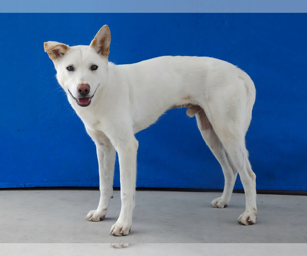 Medium Photo #2 Siberian Husky-Unknown Mix Puppy For Sale in Pasadena, CA, USA