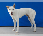 Small #1 Siberian Husky Mix