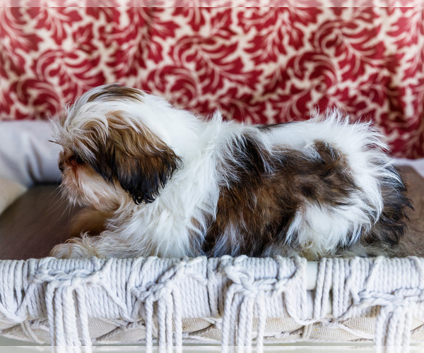 Medium Photo #6 Shih Tzu Puppy For Sale in WAKARUSA, IN, USA