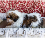 Small #5 Shih Tzu