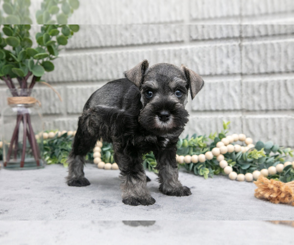 Medium Photo #2 Schnauzer (Miniature) Puppy For Sale in BALTIC, OH, USA