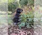Puppy Bluey Miniature Labradoodle