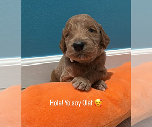 Medium Goldendoodle