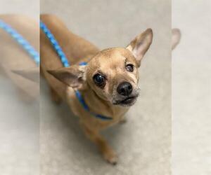 Chihuahua-Unknown Mix Dogs for adoption in Las Vegas, NV, USA