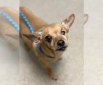 *WRIGLEY - Male Chihuahua-Unknown Mix Dog for Adoption - Small photo