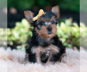 Medium Yorkshire Terrier