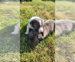 Small Australian Cattle Dog-Labrador Retriever Mix