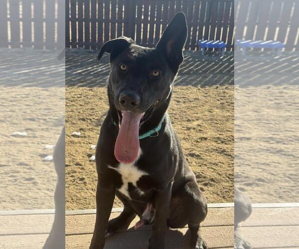 Medium Photo #3 Shepradors Puppy For Sale in Incline Village, NV, USA