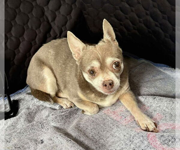Medium Photo #5 Chihuahua-Unknown Mix Puppy For Sale in Boonton, NJ, USA