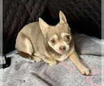 Small #4 Chihuahua Mix