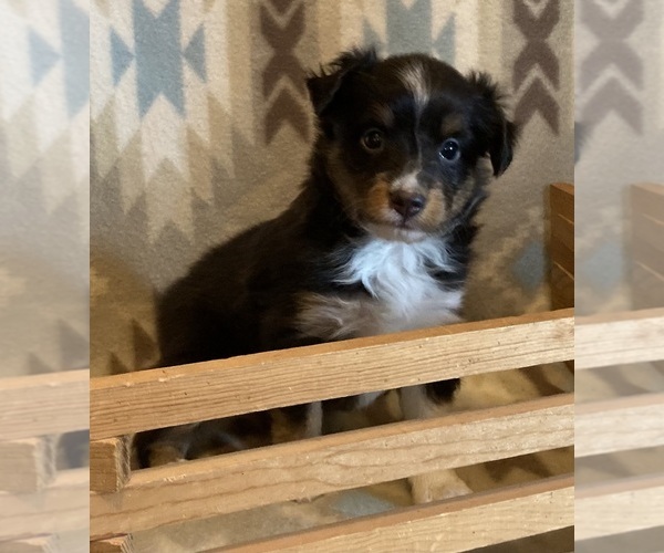 Medium Photo #4 Shel-Aussie Puppy For Sale in FORT MORGAN, CO, USA