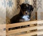 Small #3 Shel-Aussie