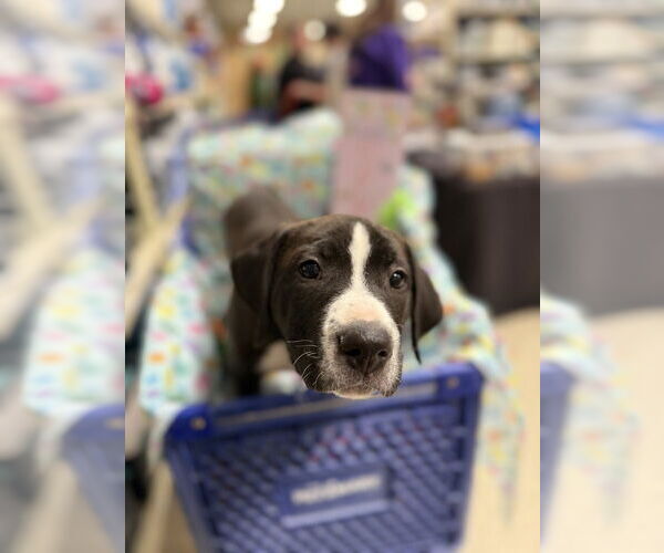 Medium Photo #11 Mutt Puppy For Sale in Wenonah, NJ, USA