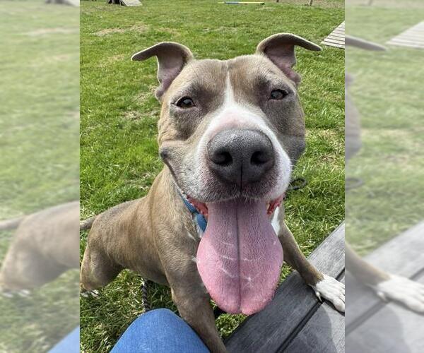 Medium Photo #1 American Pit Bull Terrier Puppy For Sale in Westminster, MD, USA