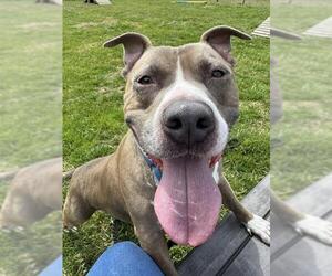 American Pit Bull Terrier Dogs for adoption in Westminster, MD, USA