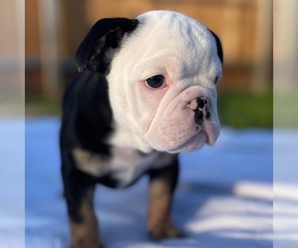 Medium Photo #5 Bulldog Puppy For Sale in FRESNO, CA, USA