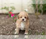 Small Photo #4 Maltipoo Puppy For Sale in MILLERSBURG, IN, USA