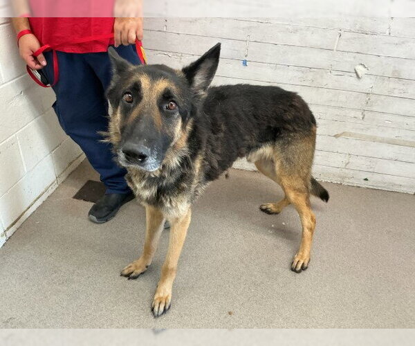 Medium Photo #3 German Shepherd Dog-Unknown Mix Puppy For Sale in San Bernardino, CA, USA