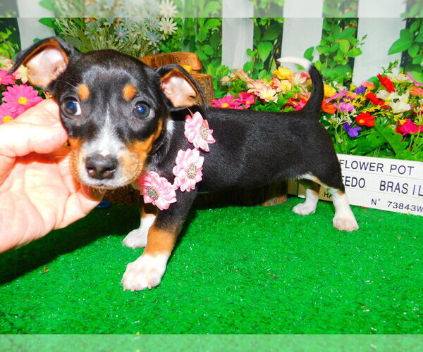 Medium Photo #1 Jack Russell Terrier Puppy For Sale in HAMMOND, IN, USA