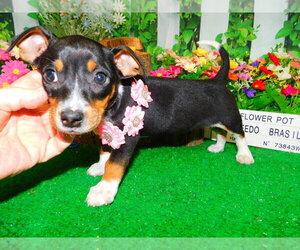 Jack Russell Terrier Puppy for Sale in HAMMOND, Indiana USA
