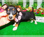 Image preview for Ad Listing. Nickname: Jack Russell