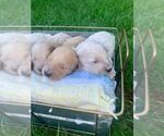 Small Photo #2 Goldendoodle-Poodle (Miniature) Mix Puppy For Sale in MORGANTOWN, KY, USA