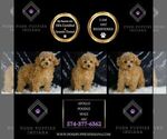 Small Photo #30 Poodle (Toy) Puppy For Sale in WARSAW, IN, USA