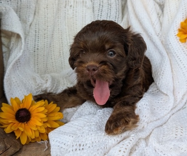Medium Photo #1 Cock-A-Poo Puppy For Sale in GOSHEN, IN, USA