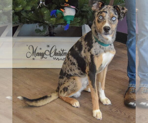 Medium Photo #3 Australian Shepherd-Unknown Mix Puppy For Sale in Huntley, IL, USA