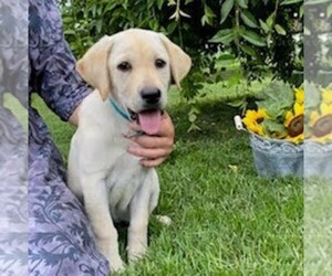 Labrador Retriever Puppy for sale in DAYTON, VA, USA