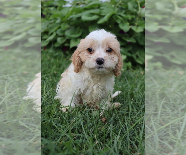 Medium Photo #2 Cavapoo Puppy For Sale in WEST SALEM, OH, USA