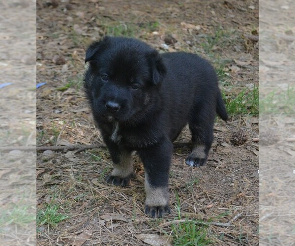 Medium Photo #4 German Shepherd Dog Puppy For Sale in POWDER SPRINGS, GA, USA