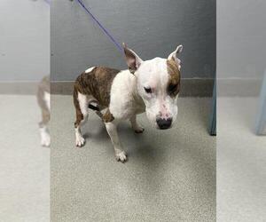 American Pit Bull Terrier-Unknown Mix Dogs for adoption in Las Vegas, NV, USA