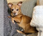 Small Photo #7 Chihuahua-Unknown Mix Puppy For Sale in Arlington, VA, USA