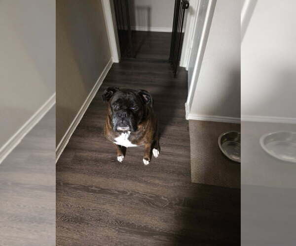 Medium Photo #3 Boxer Puppy For Sale in Austin, TX, USA