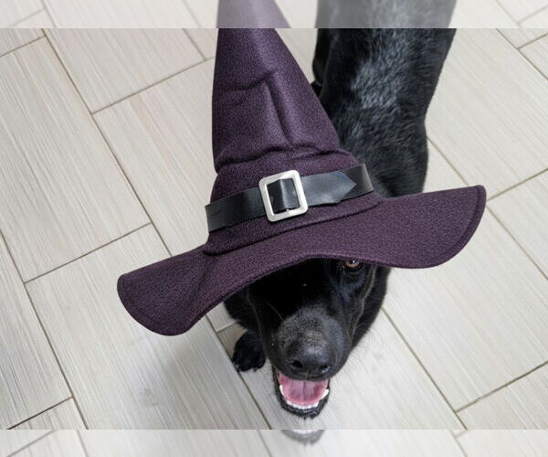 Medium Photo #2 Labrador Retriever-Unknown Mix Puppy For Sale in Clovis, CA, USA