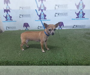 Chihuahua Dogs for adoption in Orlando, FL, USA