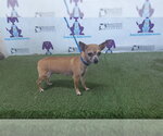 Small Chihuahua