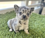 Small Photo #1 French Bulldog Puppy For Sale in OAKLAND, CA, USA