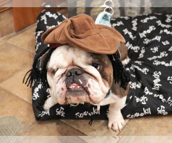 Medium Photo #2 American Bulldog-American Staffordshire Terrier Mix Puppy For Sale in Victorville, CA, USA