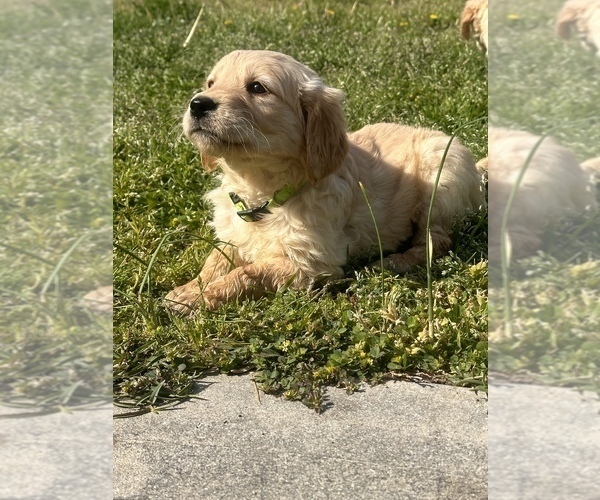 Medium Photo #4 Golden Retriever Puppy For Sale in JACKSONVILLE, NC, USA