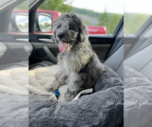 Aussiedoodle Puppy for sale in LENOIR, NC, USA