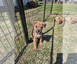American Pit Bull Terrier-Bernese Mountain Dog Mix Dogs for adoption in Rockaway, NJ, USA
