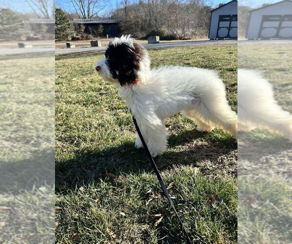 Medium Photo #2 Mutt Puppy For Sale in Candler, NC, USA