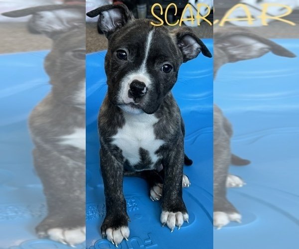 Medium Photo #1 American Bully Puppy For Sale in DENVER, CO, USA