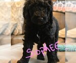 Small Photo #7 Poodle (Standard) Puppy For Sale in SPLENDORA, TX, USA