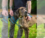 Small #8 Great Dane
