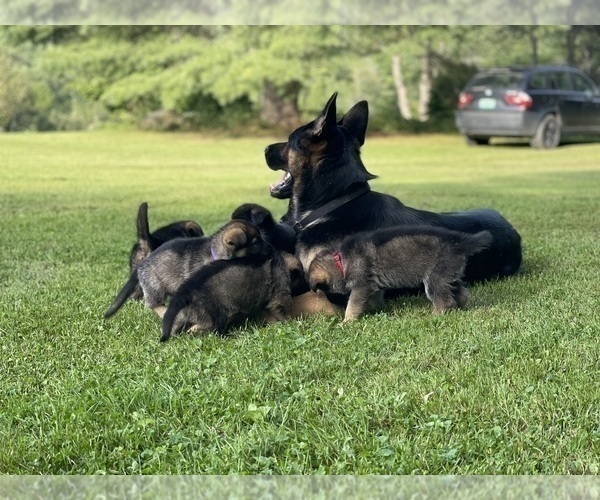 Medium Photo #24 German Shepherd Dog Puppy For Sale in PERKINSVILLE, VT, USA