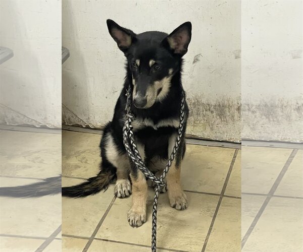 Medium Photo #3 German Shepherd Dog-Unknown Mix Puppy For Sale in El Centro, CA, USA