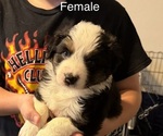 Small #5 Australian Shepherd